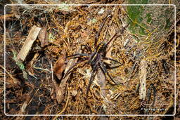 Ctenus (Ctenidae), Monkey Mountain (616)