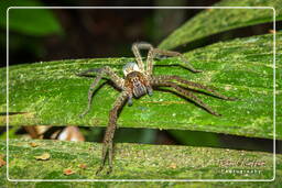 Cupiennius bimaculatus, Monkey Mountain (631)