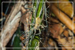 Montagna delle Scimmie (646) Cupiennius bimaculatus