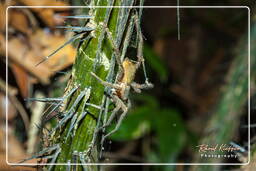 Affenberg (650) Cupiennius bimaculatus