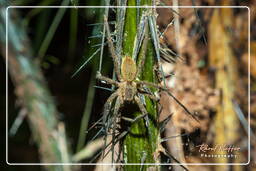 Montagna delle Scimmie (654) Cupiennius bimaculatus