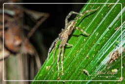 Montaña de los Monos (663) Cupiennius