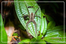 Cupiennius bimaculatus, Monkey Mountain (671)