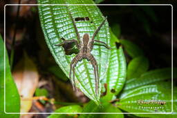 Monkey Mountain (671) Cupiennius bimaculatus