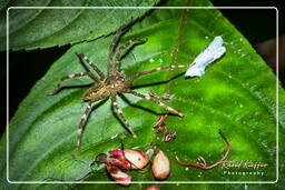 Montaña de los Monos (679) Cupiennius (Ctenidae)