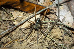 Ancylometes juvenile, Monkey Mountain (684)