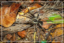 Montaña de los Monos (702) Ancyclometes rufus