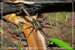 Ancylometes, Monkey Mountain (707)