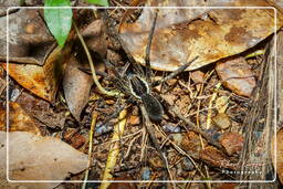 Montagne des Singes (711) Ancyclometes