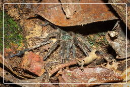 Montanha dos Macacos (734) Theraphosa blondi (Mygale)