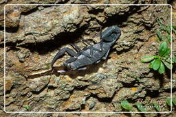 Tityus cambridgei (Buthiidae), Monkey Mountain (746)
