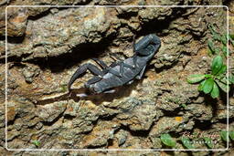 Montaña de los Monos (746) Tityus cambridgei (Buthiidae)