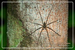 Montagna delle Scimmie (788) Pandercetes (Sparasidae)