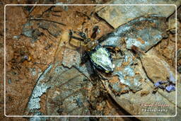 Montaña de los Monos (800) Reduviidae (Punaise homoptere)