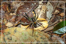 Monkey Mountain (809) Ctenidae