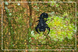 Tityus cambridgei (Buthiidae), Monkey Mountain (840)