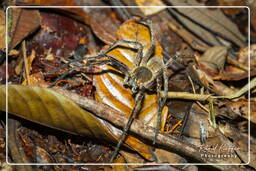 Phoneutria (Ctenidae), Monkey Mountain (866)
