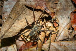 Ancylometes bogotensis, Monkey Mountain (889)