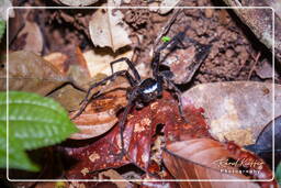 Montaña de los Monos (908) Ancyclometes