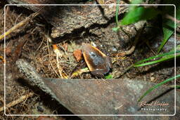 Montaña de los Monos (926) Otophryne pyburni