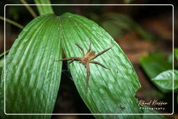 Phoneutria, Monkey Mountain (950)