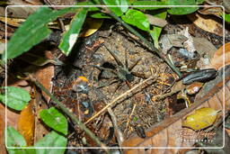 Ancylometes bogotensis, Monkey Mountain (984)
