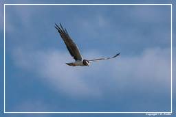 Pripri de Yiyi (47) Falco pescatore