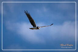 Osprey, Pripri de Yiyi (47)