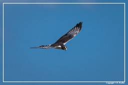 Pripri de Yiyi (48) Falco pescatore