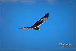 Osprey, Pripri de Yiyi (48)