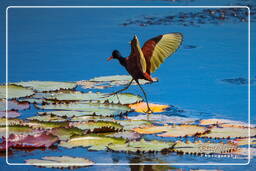 Wattled jacana, Pripri de Yiyi (177)