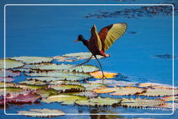 Pripri de Yiyi (177) Jacana noir