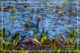 American purple gallinule, Pripri de Yiyi (341)
