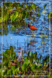 Pripri de Yiyi (350) Jacana noir