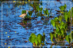 Pripri de Yiyi (362) Jacana noir juvénile