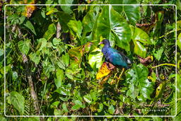American purple gallinule, Pripri de Yiyi (387)