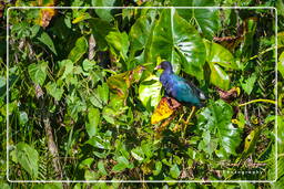 Pripri de Yiyi (387) Gallinella viola americana