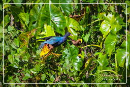 American purple gallinule, Pripri de Yiyi (401)