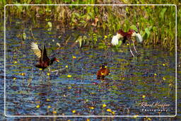 Pripri de Yiyi (483) Jacana noir