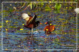 Pripri de Yiyi (484) Jacana noir