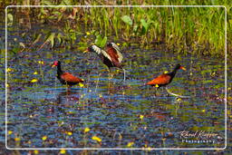 Pripri de Yiyi (487) Jacana dai barbigli