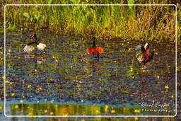 Pripri de Yiyi (494) Jacana noir