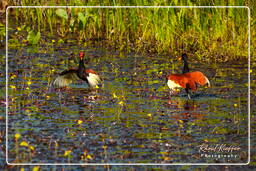 Pripri de Yiyi (495) Jacana dai barbigli