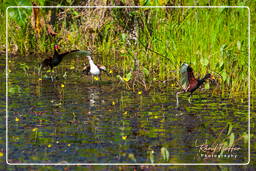 Pripri de Yiyi (497) Jacana noir