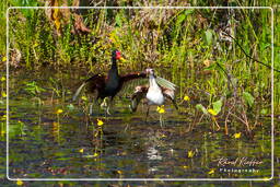 Pripri de Yiyi (498) Jacana noir