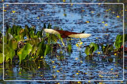 Pripri de Yiyi (515) Wattled jacana