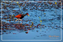 Pripri de Yiyi (631) Jacana noir