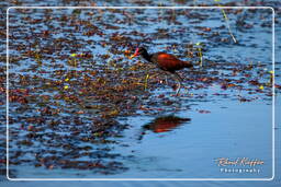 Pripri de Yiyi (637) Jacana dai barbigli