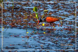 Pripri de Yiyi (648) Wattled jacana