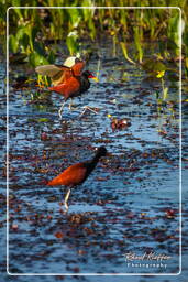 Pripri de Yiyi (760) Jacana noir